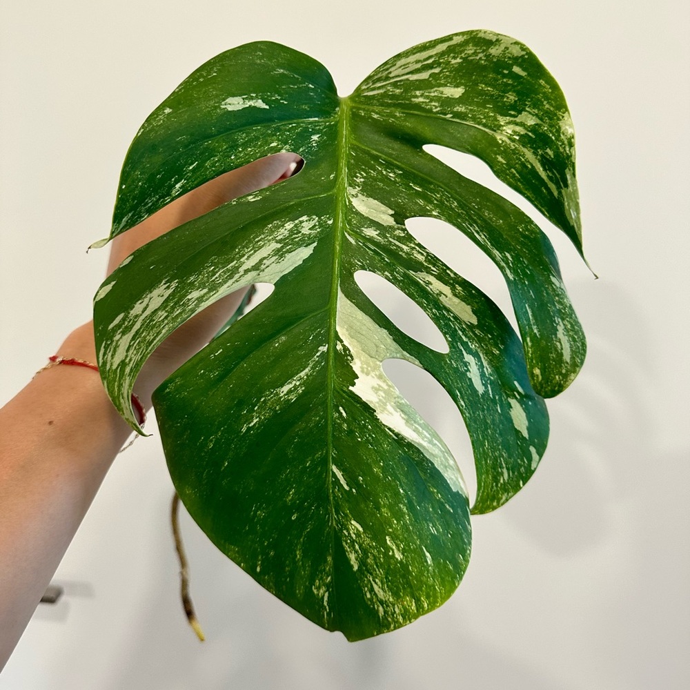 Albo monstera
